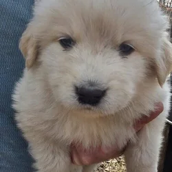 Pyrenees Mix Puppies in need of a home