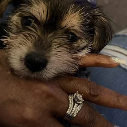 Playful Morkie Babies (Puppies)