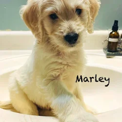 Golden Doodle Puppies