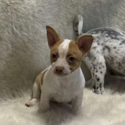 Chi-heeler Puppies