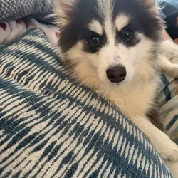Blue haired rare breed POMERAINA HUSKY