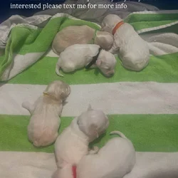 Puppies