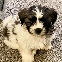 Adorable Teddy Bear Puppies