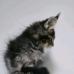 Male and female Maine Coon kitten's for adoption