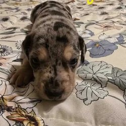 Miniature mix dachshund