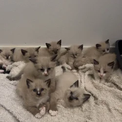 Ragdoll/ Siamese Kittens
