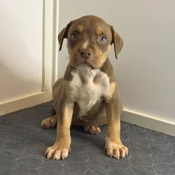 Luna