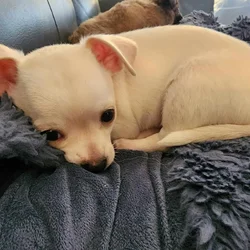 MALE CHIHUAHUA PUPPY
