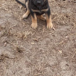 Registered German Shepherd Puppies