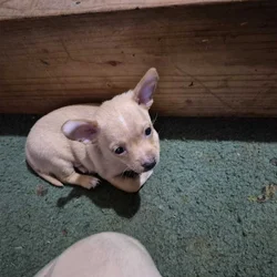 2 month old Full blooded Male chihuahua puppy