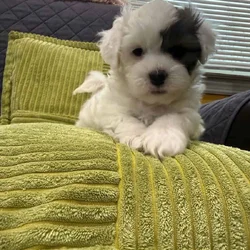 2 puppies on sale