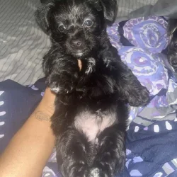 Yorkiepoo / Chihuahua Mix Puppies