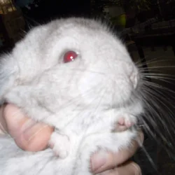 Chinchillas for sale and trade