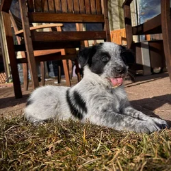 Family and Farm Puppies