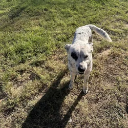 Free Blue Healer