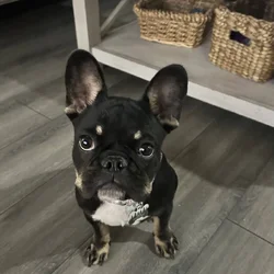 Female Frenchie