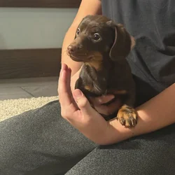 Playful Mini Dachshund