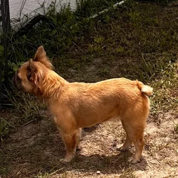 Fluffy French Bulldog