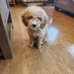 Female Mini Goldendoodle