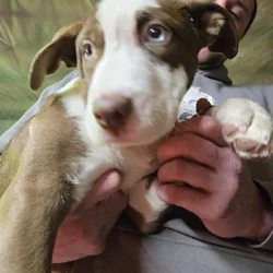 XL Bully/ Husky Puppies