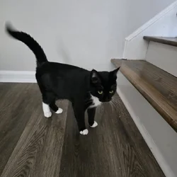 Free tuxedo cat.