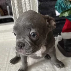 French Bulldog