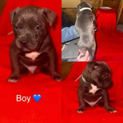 Bully puppies for sale!