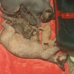 Sphynx kittens
