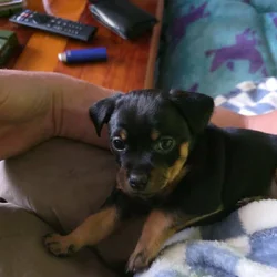 Male chihuahua puppy