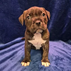 American Bully ABKC Pockets