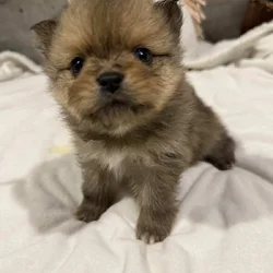the_cute_poms