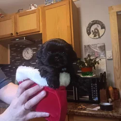 Shih tzu puppies for sale