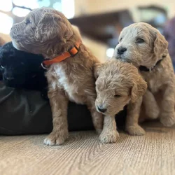Min1 F1B GOLDEN DOODLE