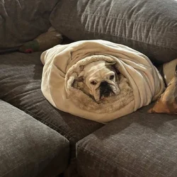 Frenchie and English bulldog mini