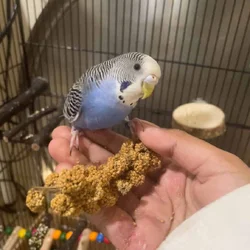 Blue Parakeet (budgie)