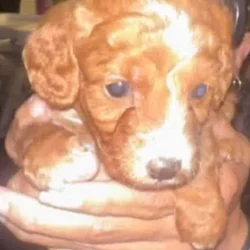 Adorable Golden Doodle Puppy -