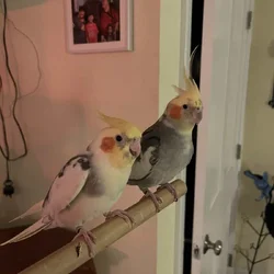Two male cockatiels