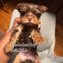 Chocolate yorkie