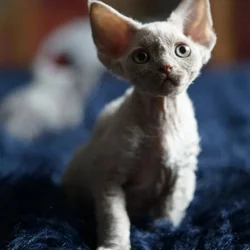 Cute 💜 male Devon Rex available 4 sale