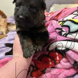 German Shepherd puppies