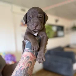 Looking for their furever homes!