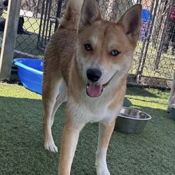 Husky Inu for Adoption