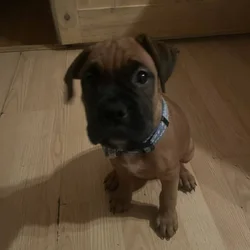 Boxer puppies