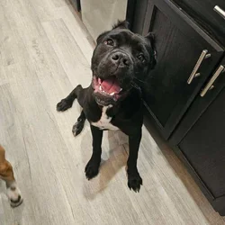 Cane Corso Pup