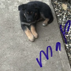German shepherd