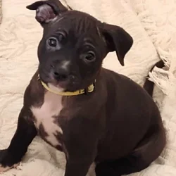 Pitmix puppies,beautiful, weaned and ready to go