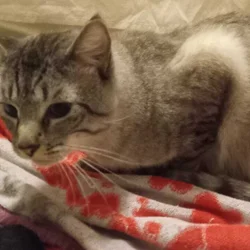 Gorgeous tom needs new home immediately