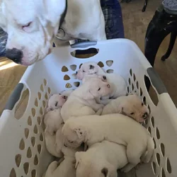 White American Bulldog Puppies