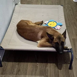 Belgian Malinois