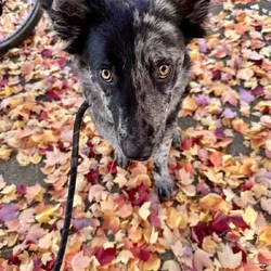 Cookie is ready for a new home!